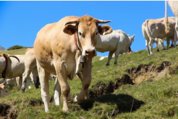 come fare l'agricoltore